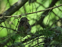 Emberiza spodocephala