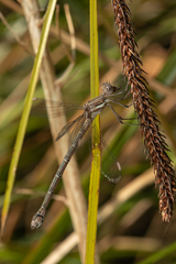Archilestes californicus