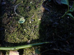 Amblystegium serpens