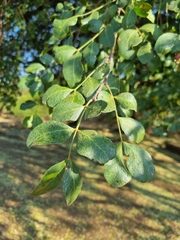 Schotia brachypetala