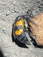 Nicrophorus