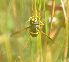 Chrysotoxum bicinctum
