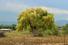 Populus fremontii