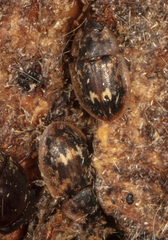 Lobiopa undulata