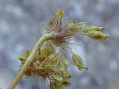 Eriogonum compositum
