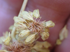 Eriogonum compositum