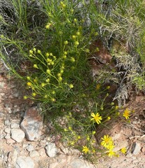Senecio flaccidus monoensis