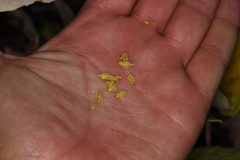 Eriogonum compositum