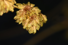 Eriogonum compositum