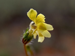 Goodenia pusilliflora
