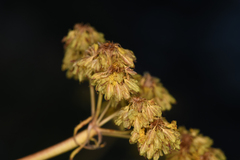 Eriogonum compositum
