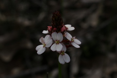 Stylidium scariosum