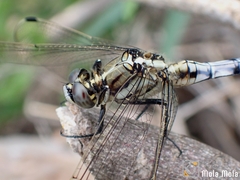 Orthetrum albistylum