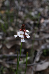 Stylidium scariosum