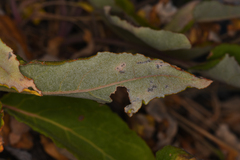 Eriogonum compositum