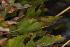 Eriogonum compositum