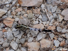 Orthetrum albistylum