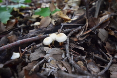 Strobilurus trullisatus