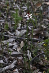 Stylidium scariosum