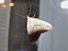 Macrochilo absorptalis