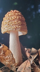 Amanita amerirubescens