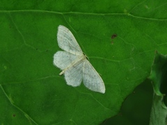 Idaea biselata