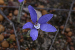 Cyanicula gemmata