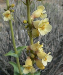 Penstemon bicolor