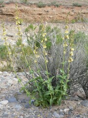 Penstemon bicolor