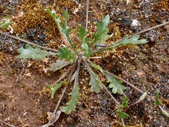 Goodenia pusilliflora
