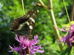 Argynnis sagana