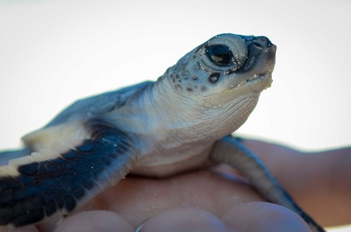 Green turtle