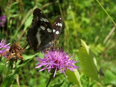Argynnis sagana