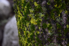 Xanthomendoza weberi