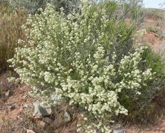 Lepidium fremontii