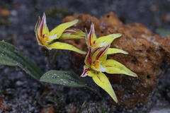 Caladenia flava