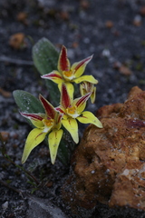 Caladenia flava