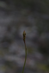 Drakaea