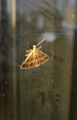 Tetanolita palligera