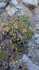 Eriogonum compositum