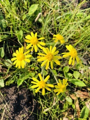 Senecio coronatus
