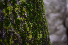 Orthotrichum diaphanum