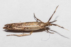 Protosynaema steropucha