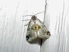 Maliattha synochitis