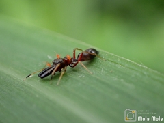 Myrmarachnini