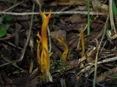 Calocera viscosa