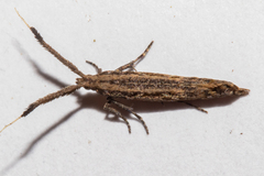 Protosynaema steropucha