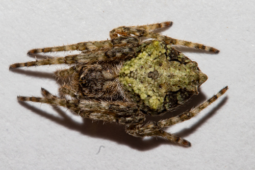 Knobbled Orbweaver photo 6