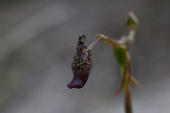 Drakaea