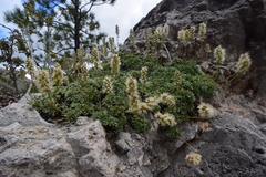 Petrophytum caespitosum